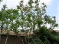 Emerald tree